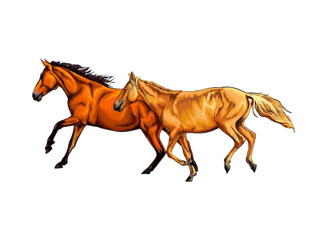 Acuarela dos caballos corren al galope de un toque de acuarela, boceto dibujado a mano. ilustración de vector de pinturas en blanco Vector Premium 