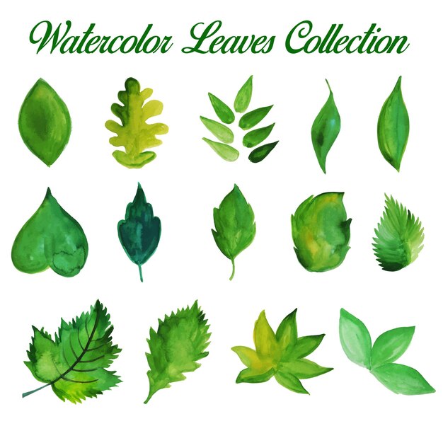 La acuarela verde dibujada mano sale de la colección