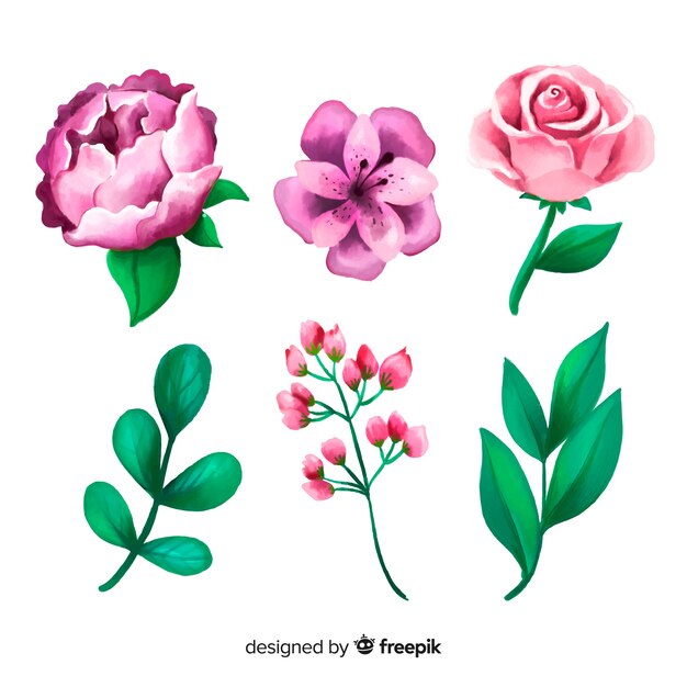 Acuarelas flores y hojas