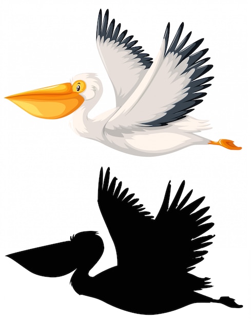 Aet de pelicano