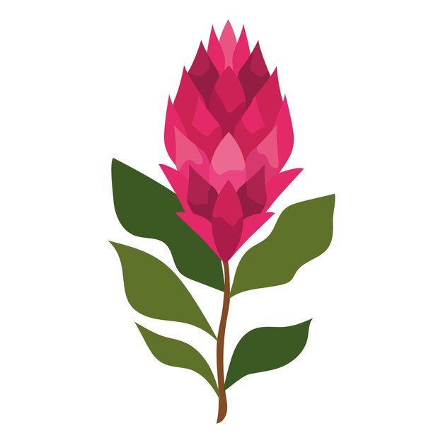 África del Sur rey de la protea follaje