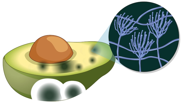 Vector gratuito aguacate descompuesto no comestible con moho