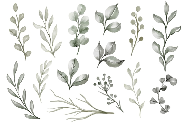 Vector gratuito aislado, hojas, verde, acuarela, ilustración clipart