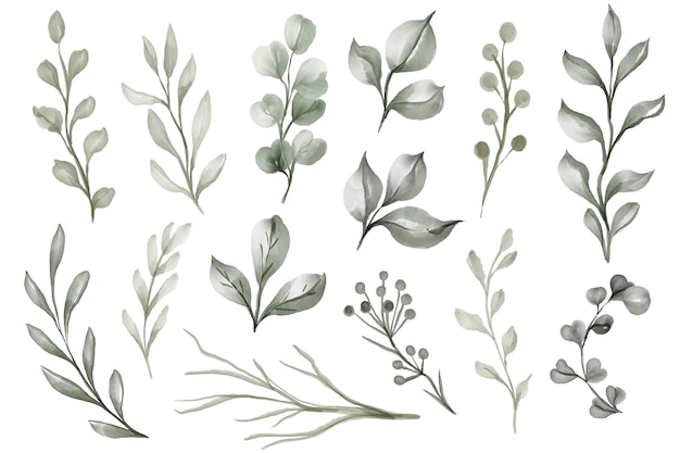 Aislado, hojas, verde, acuarela, ilustración clipart