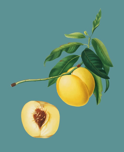 Albaricoque amarillo de la ilustración de Pomona Italiana