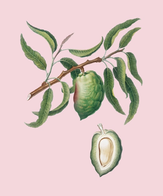 Almendra de la ilustración de pomona italiana