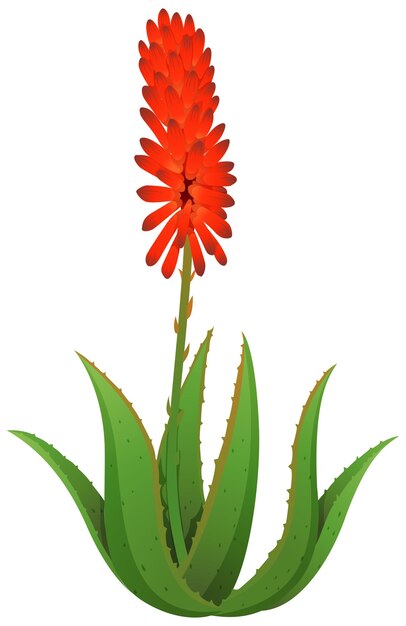 Aloe vera con flores rojas
