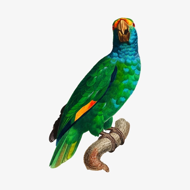 Vector gratuito la amazona de dufresne