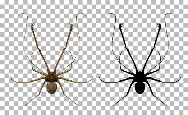 Amblypygi sobre fondo transparente