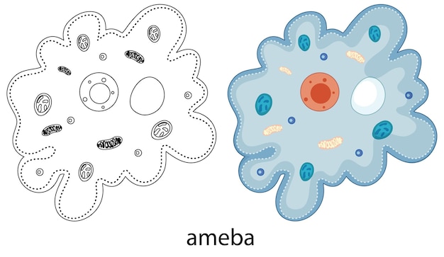 Vector gratuito ameba en color y garabato en blanco