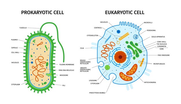 Anatomía celular de la composición eucariota y procariota con un conjunto de imágenes coloridas con leyendas de texto de punteros ilustración vectorial