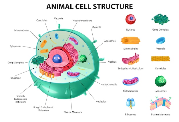 Vector gratuito anatomía de células animales