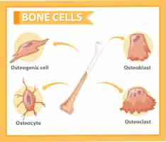 Vector gratuito anatomía de las células óseas humanas