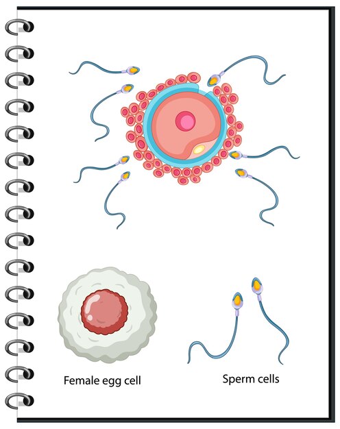 Anatomía de las células sexuales humanas