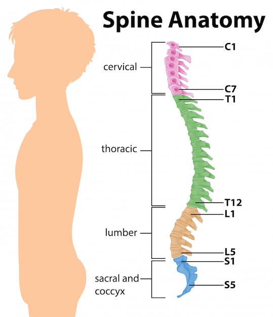 Vector gratuito anatomía de la columna vertebral o infografía de curvas espinales.