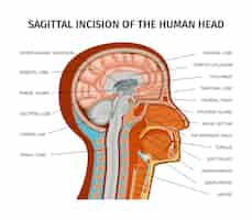 Vector gratuito anatomía de la composición humana con vista de perfil de cabeza humana con partes coloreadas y subtítulos de texto ilustración vectorial