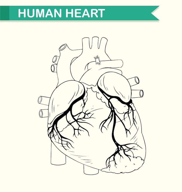 Vector gratuito anatomía del corazón humano