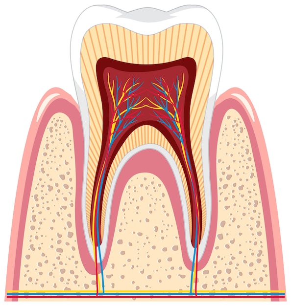 Vector gratuito anatomía del diente en las encías sobre fondo blanco.