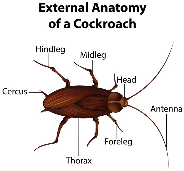 Anatomía externa de una cucaracha sobre fondo blanco.