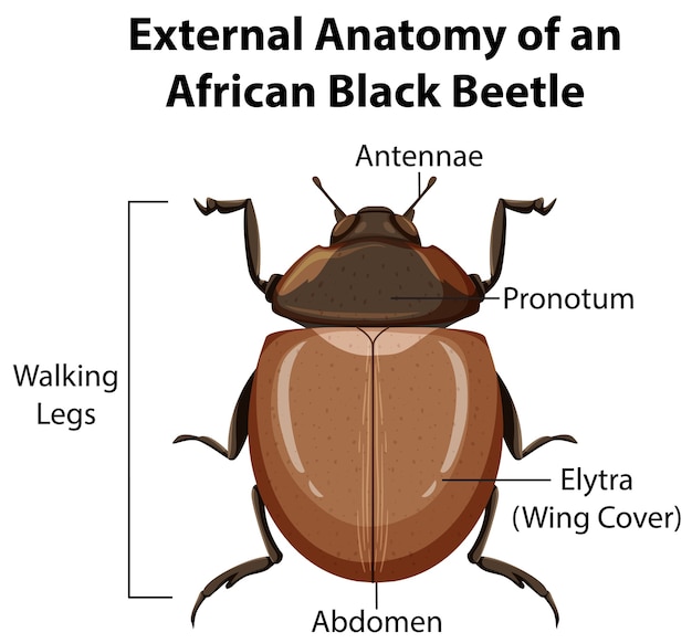 Anatomía externa de un escarabajo negro africano sobre fondo blanco.