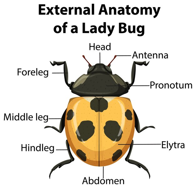 Anatomía externa de una mariquita sobre fondo blanco.