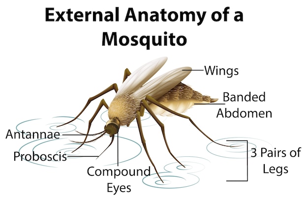 Vector gratuito anatomía externa de un mosquito sobre fondo blanco.