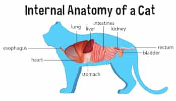 Vector gratuito anatomía de un gato doméstico