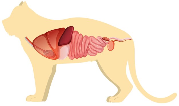 Anatomía del gato con estructura de órganos internos.