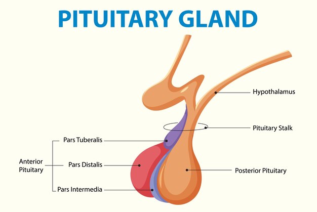 Anatomía de la glándula pituitaria