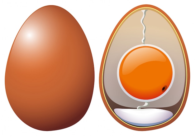 Una anatomía de huevos de pollo