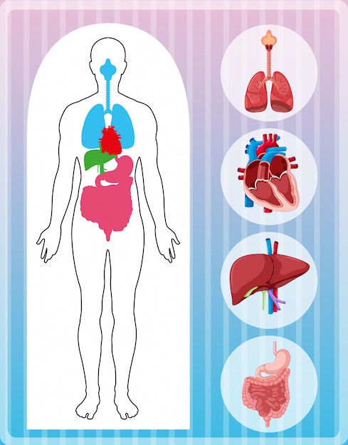 Anatomía humana con muchos órganos.