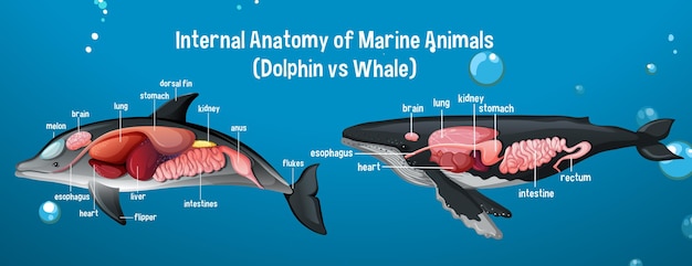 Vector gratuito anatomía interna de los animales marinos (delfines vs ballenas)