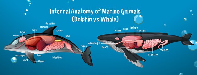 Anatomía interna de los animales marinos (delfines vs ballenas)
