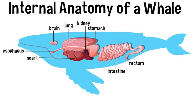 Anatomía interna de una ballena con etiqueta