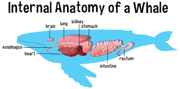 Anatomía interna de una ballena con etiqueta