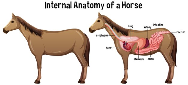 Anatomía interna de un caballo con etiqueta