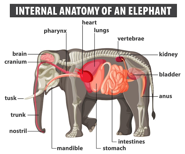 La anatomía interna de un elefante