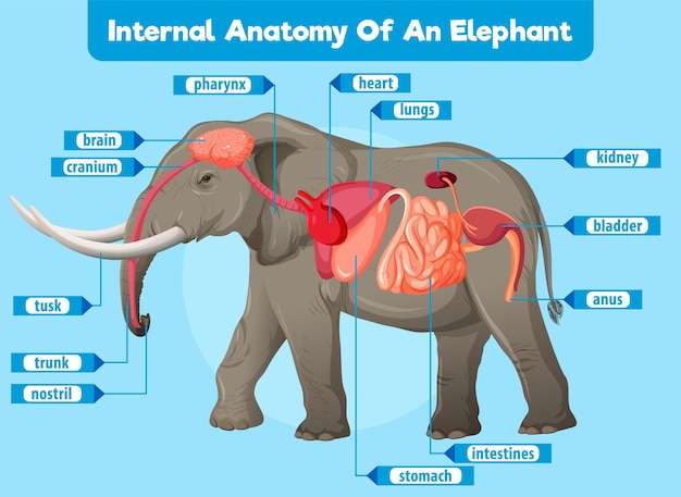 La anatomía interna de un elefante