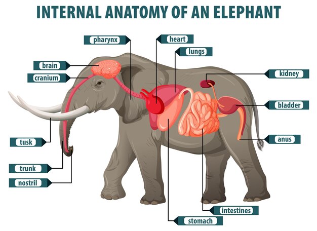 La anatomía interna de un elefante