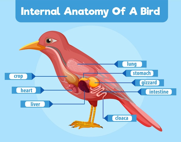 Anatomía interna de un pájaro