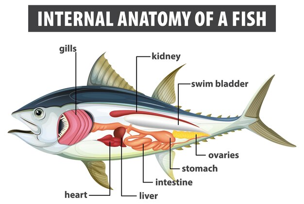 Anatomía interna de un pez