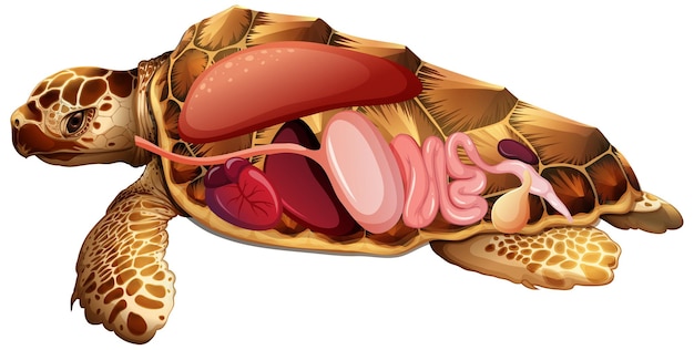 Anatomía interna de tortuga con órganos.