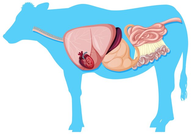 Anatomía interna de la vaca con órganos.