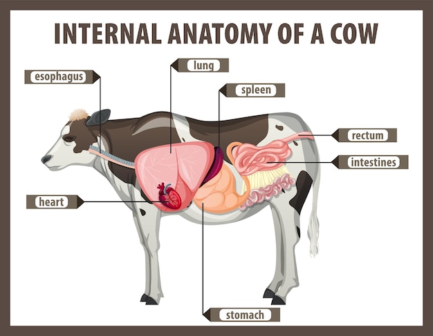 Anatomía interna de una vaca