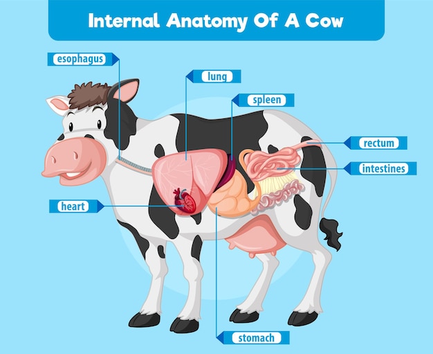 Anatomía interna de una vaca