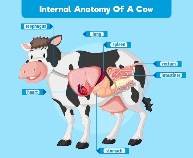 Anatomía interna de una vaca