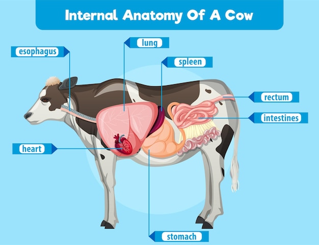 Anatomía interna de una vaca