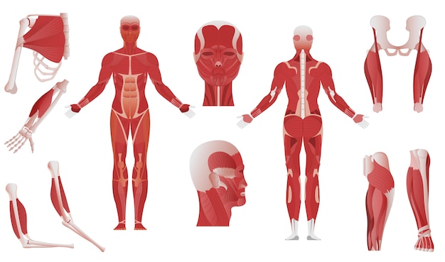 Vector gratuito anatomía muscular conjunto plano de partes del cuerpo aisladas que muestran diferentes mejillones en huesos en una ilustración vectorial de fondo en blanco