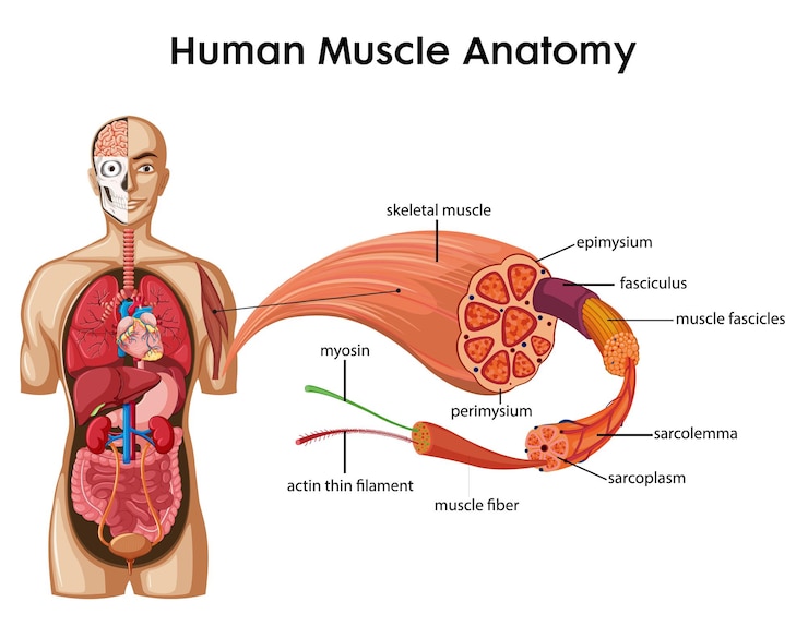 Vector gratuito anatomía del músculo humano con anatomía del cuerpo