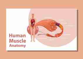 Vector gratuito anatomía del músculo humano con anatomía del cuerpo